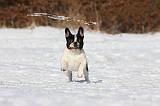 BOULEDOGUE FRANCAIS 958